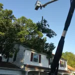 Tree Service